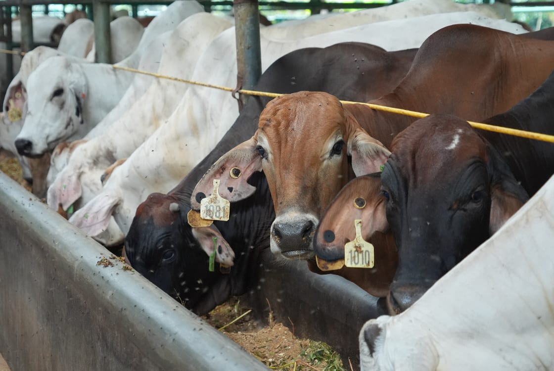Prosedur Ekspor Hewan dan Produknya