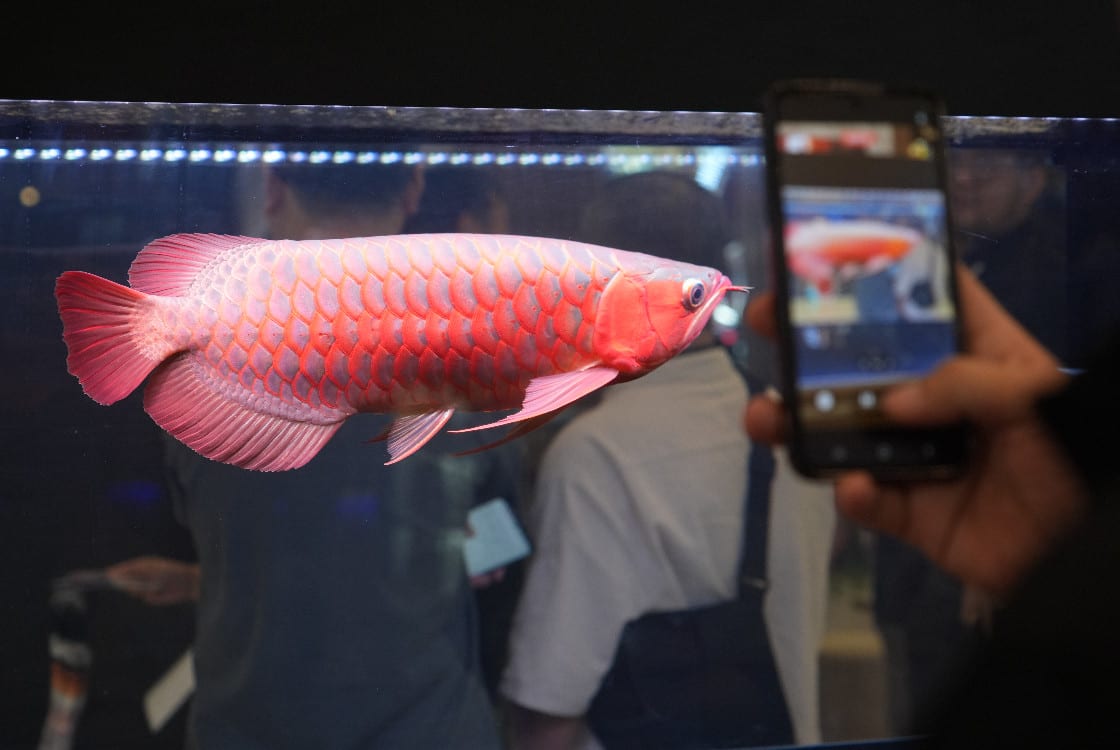 Prosedur Ekspor Ikan dan Produknya