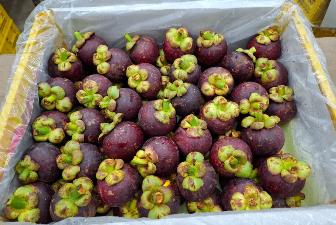 Prosedur Ekspor Tumbuhan dan Produknya