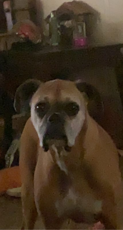 Bailey photo 3