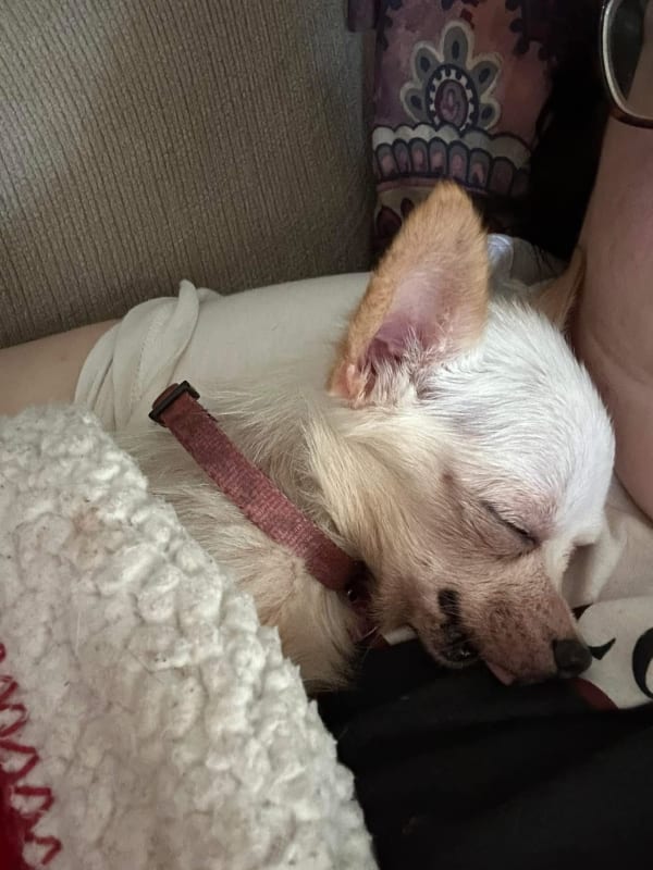 Chiquita 