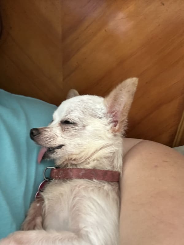 Chiquita  photo 9