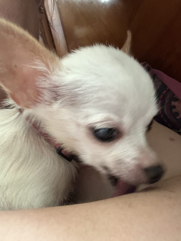 Chiquita  photo 10