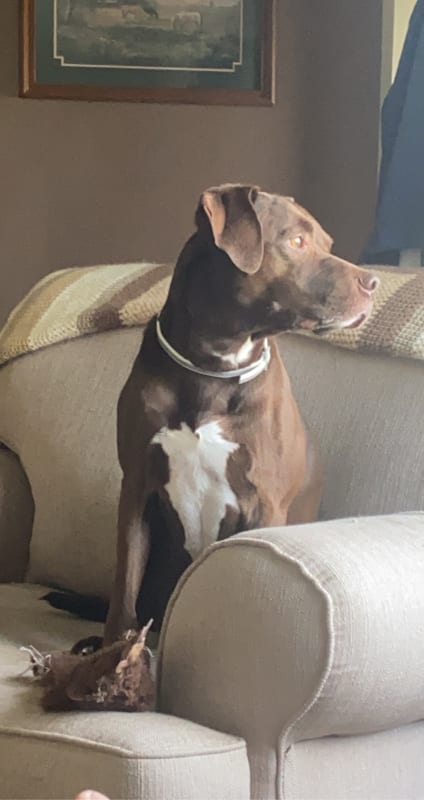 Beau