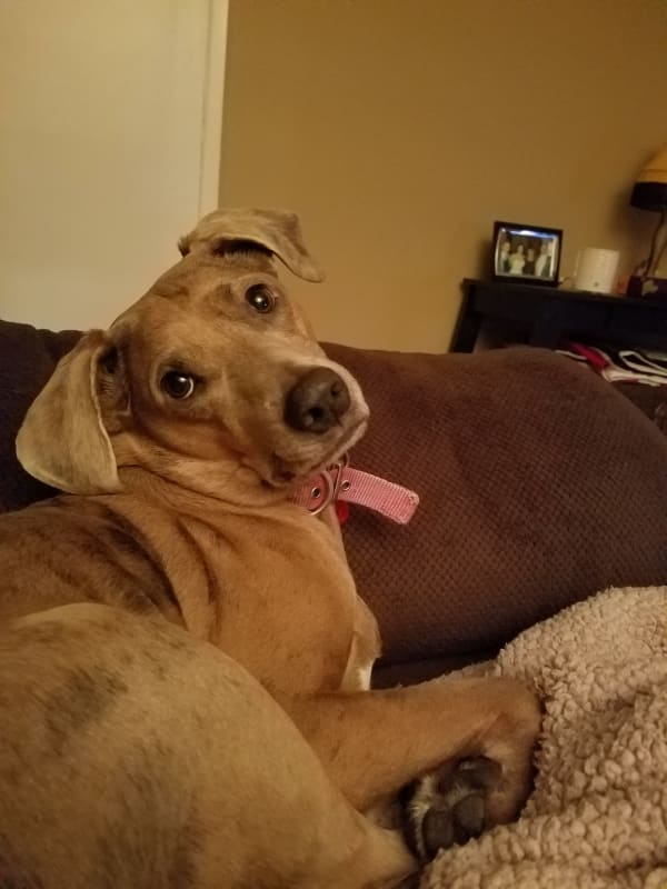 Trixie  photo 2