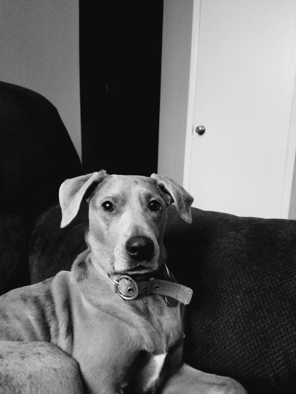 Trixie  photo 5