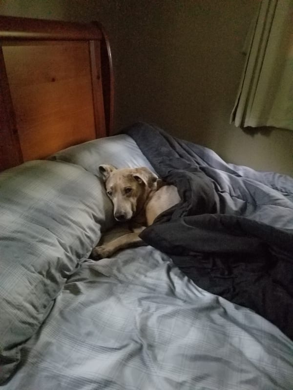 Trixie  photo 6