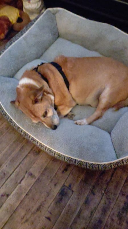 Rascal Gilbert photo 3