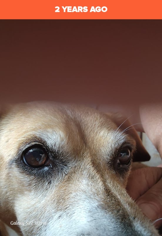 Rascal Gilbert photo 4