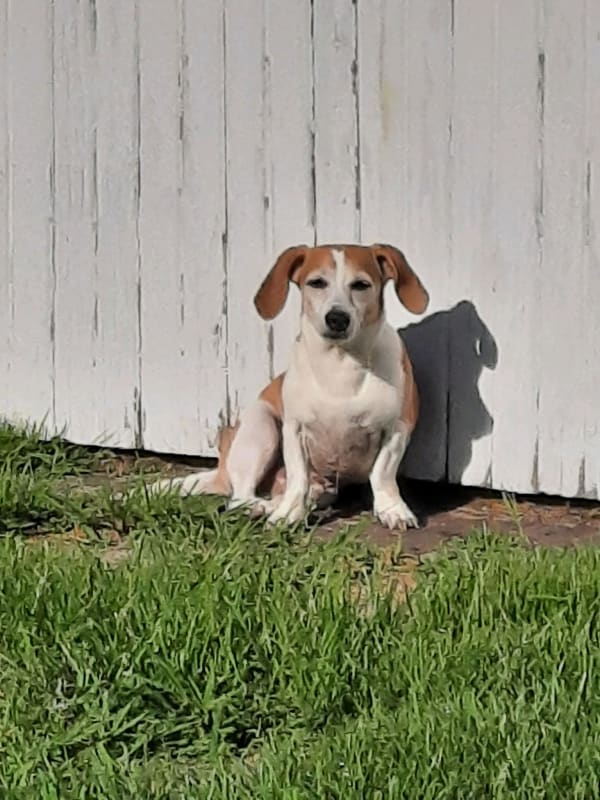 Buddy