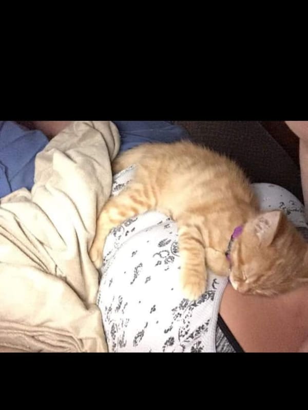 Tigger  photo 2