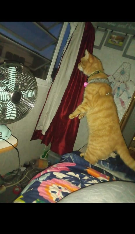 Tigger  photo 3