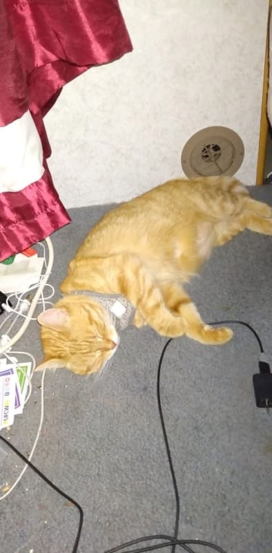 Tigger  photo 4