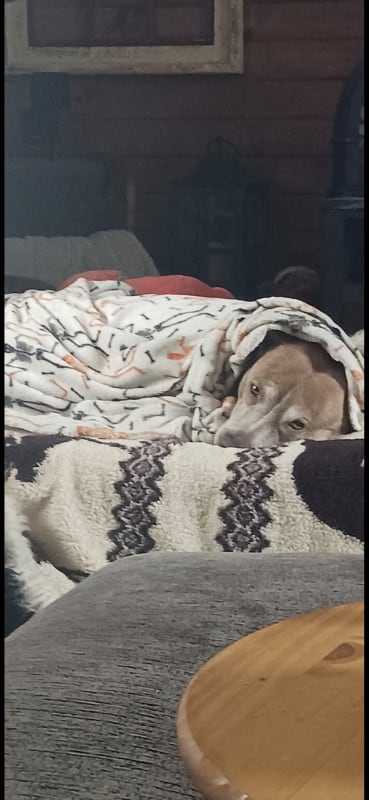 Nanook photo 4