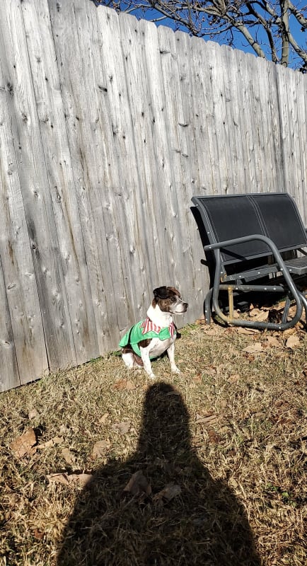 Oliver  photo 8