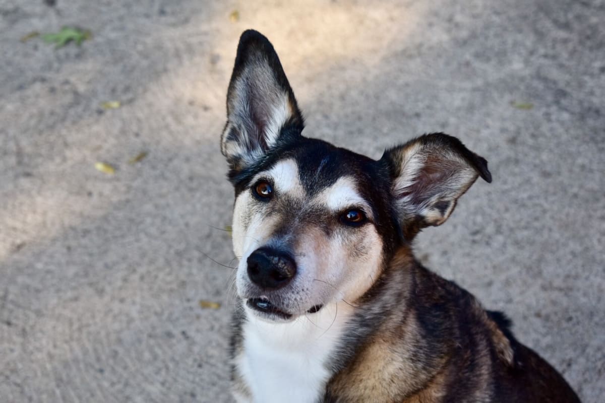 Otis