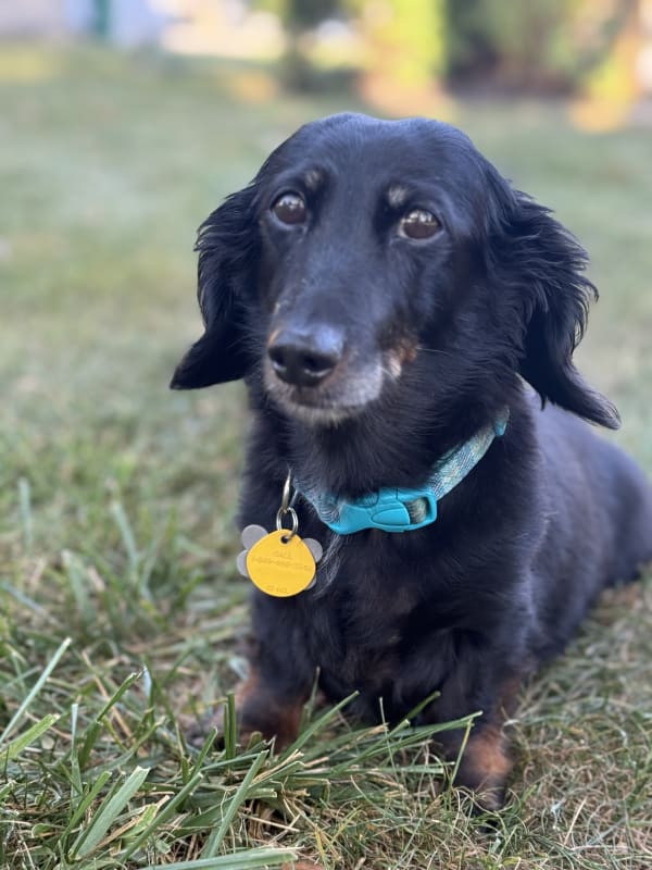 Ozzie