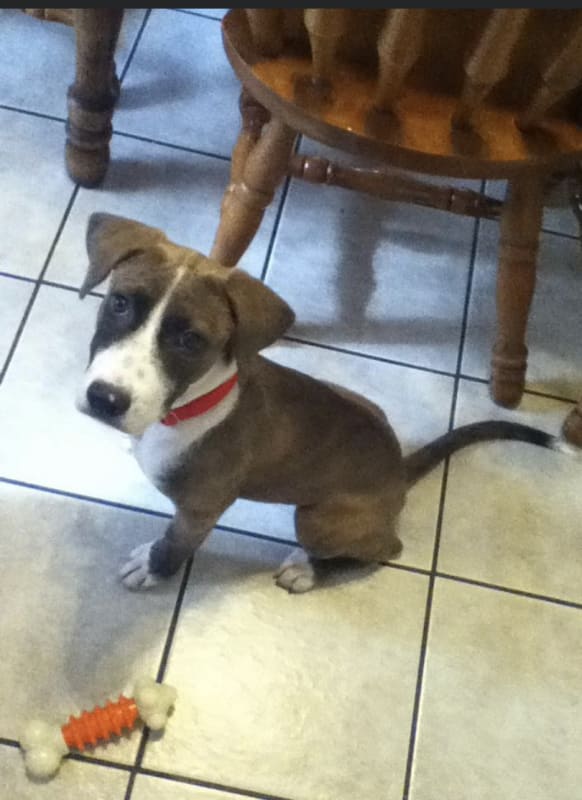 Ralphie photo 3