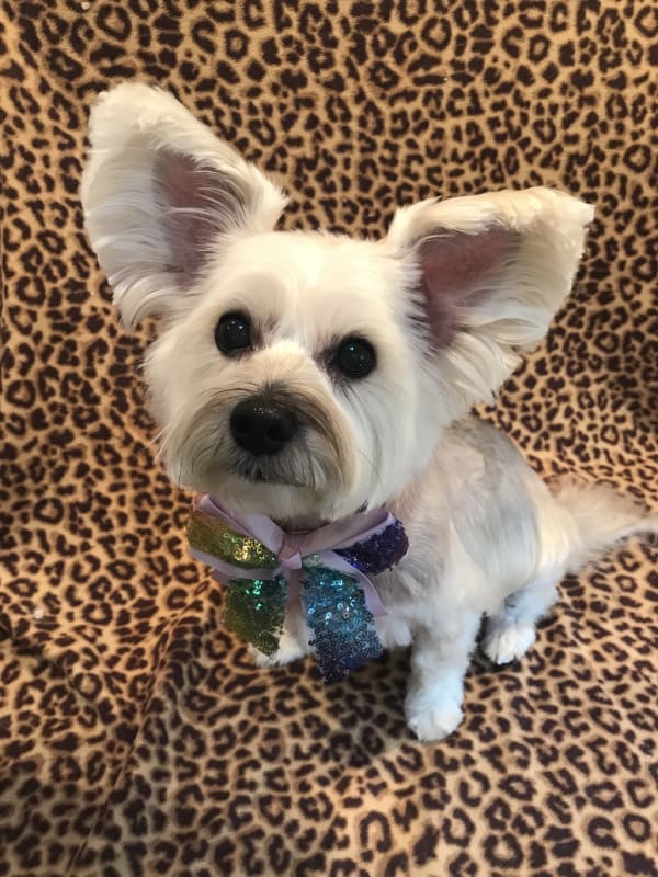 Lila
