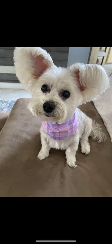 Lila photo 2