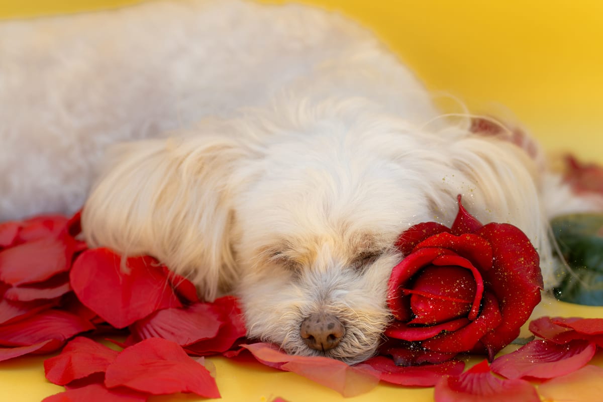 Belle photo 4