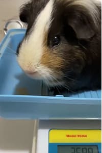 Albert