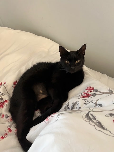 Palmer