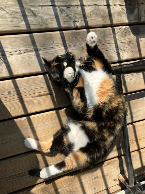 Rosie