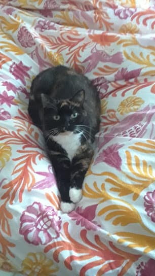 Rosie photo 2