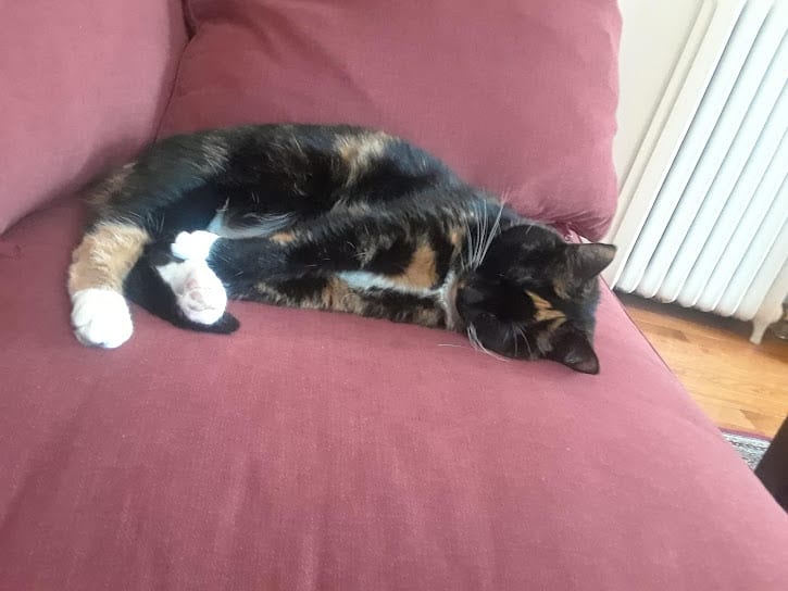 Rosie photo 3