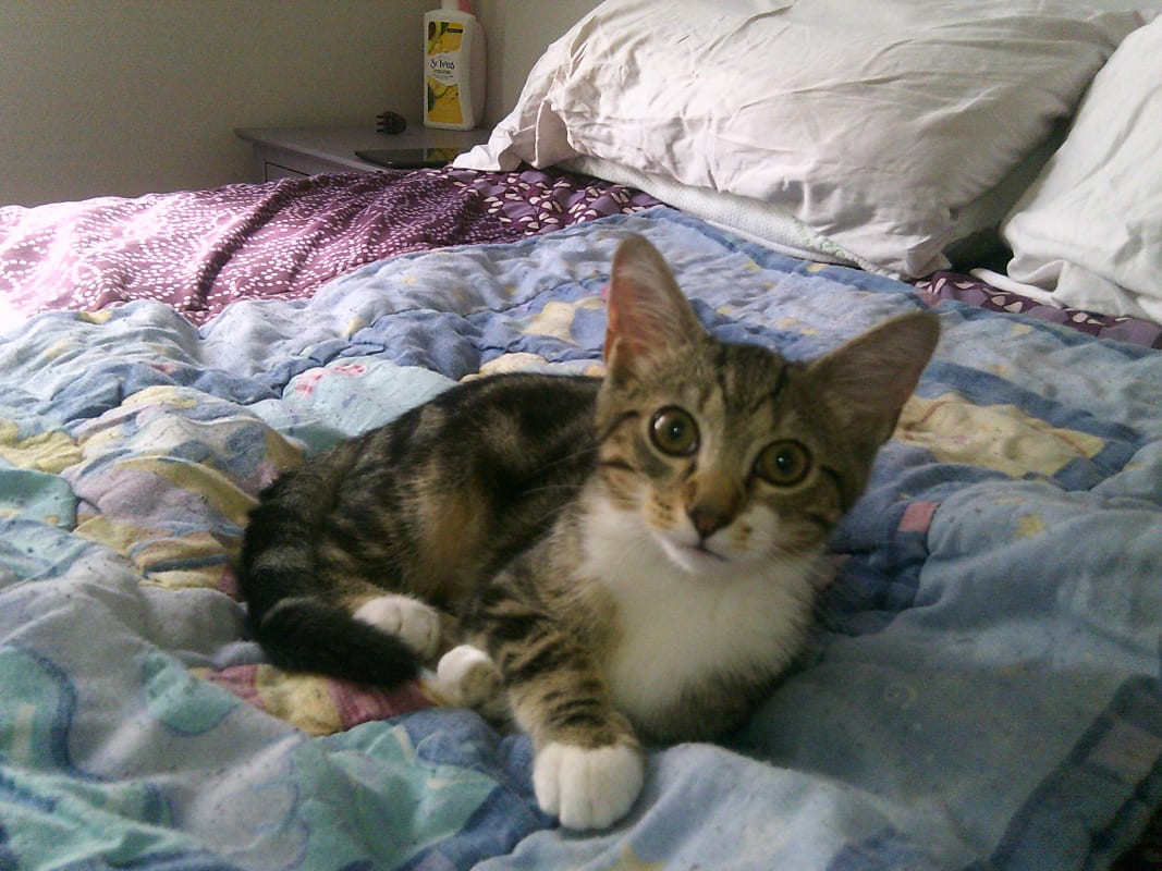 Muffin photo 4