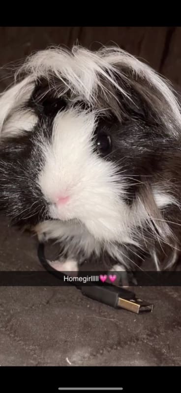 Tina Henrietta Snow