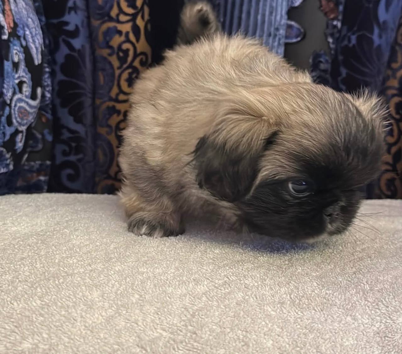Lola