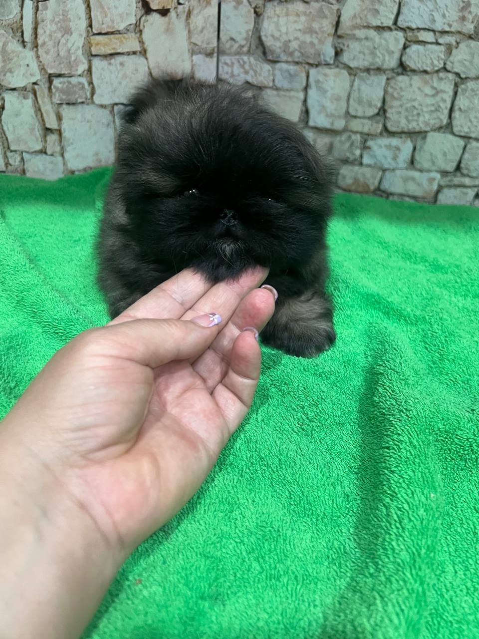 Bella