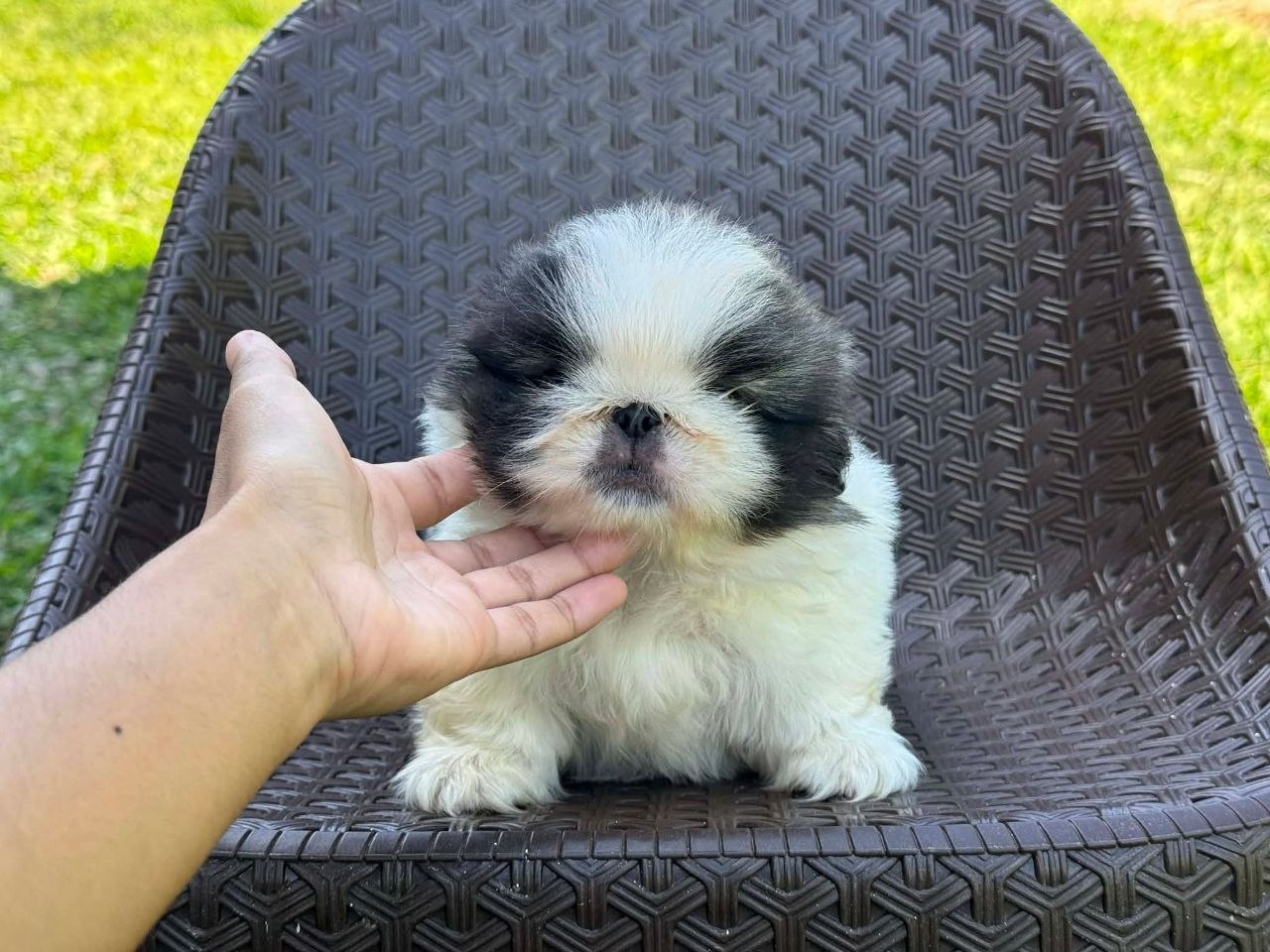 Milo