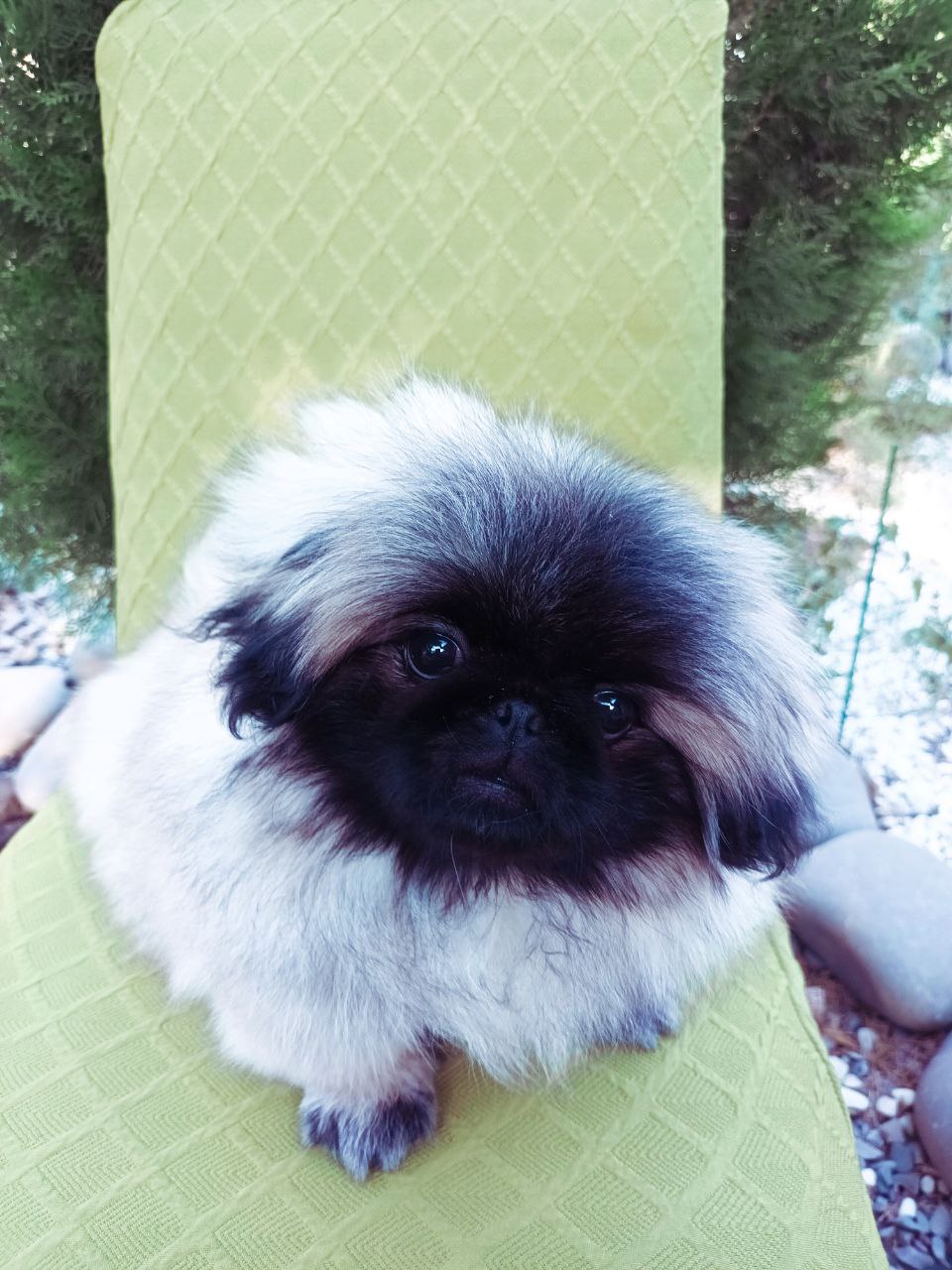 Teddy