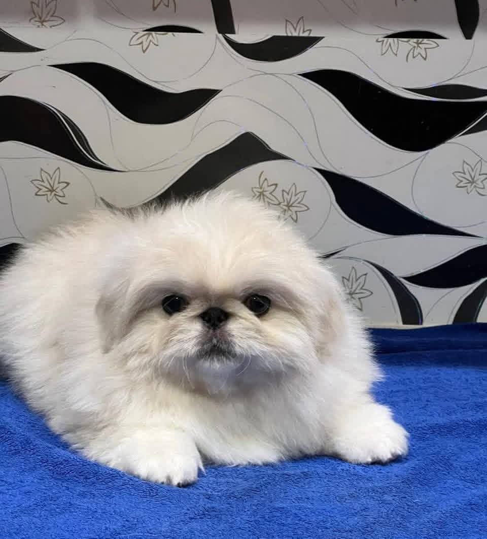 Gigi