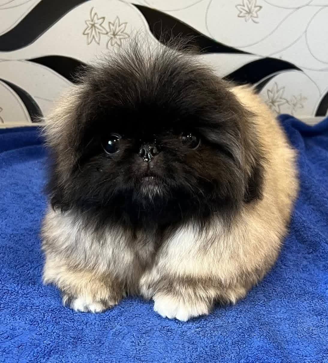 Bob