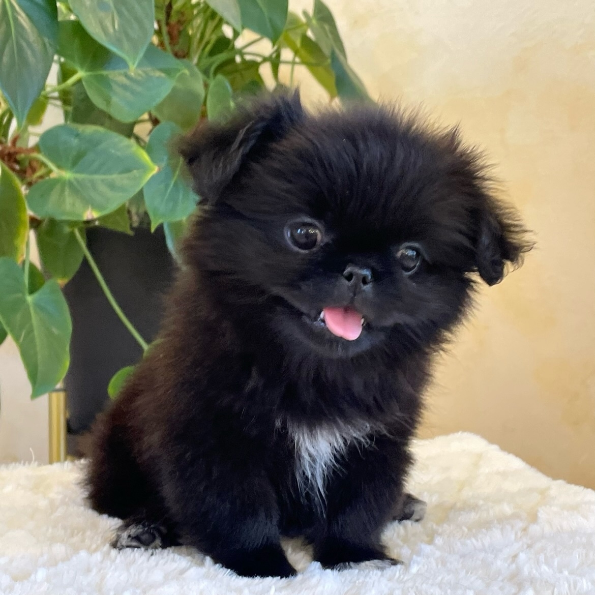 Max