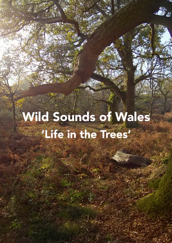 Wild Sounds of Wales: Life in the Trees
