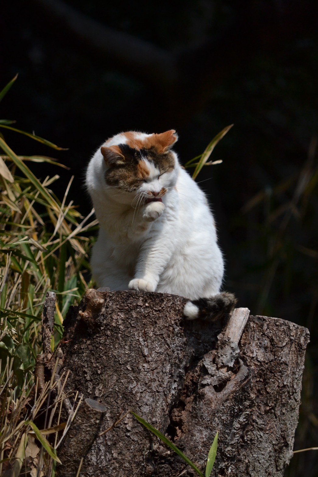 伏見稲荷大社の猫ちゃん - Nikon D3100撮影