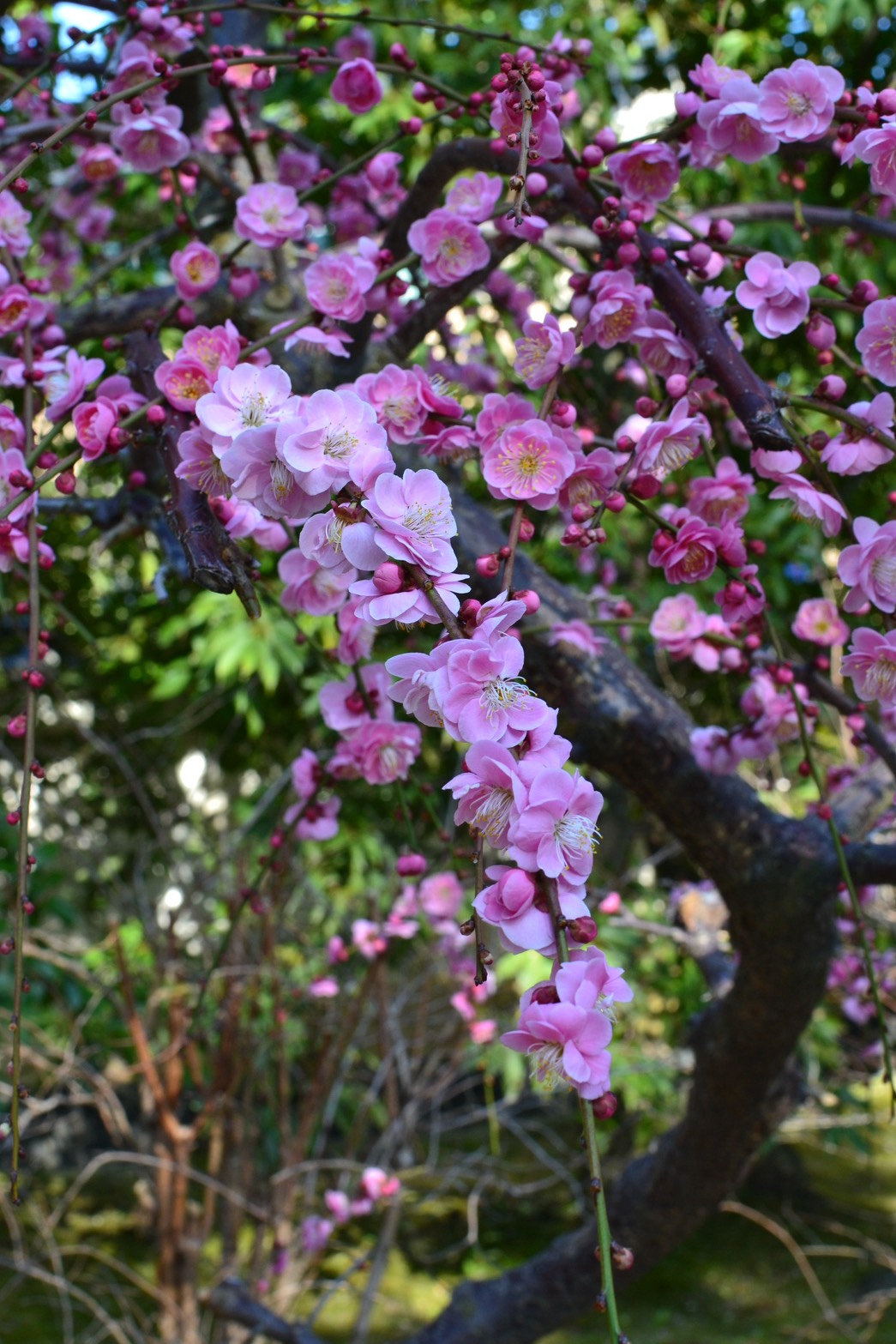 梅笑み - Nikon D3100撮影