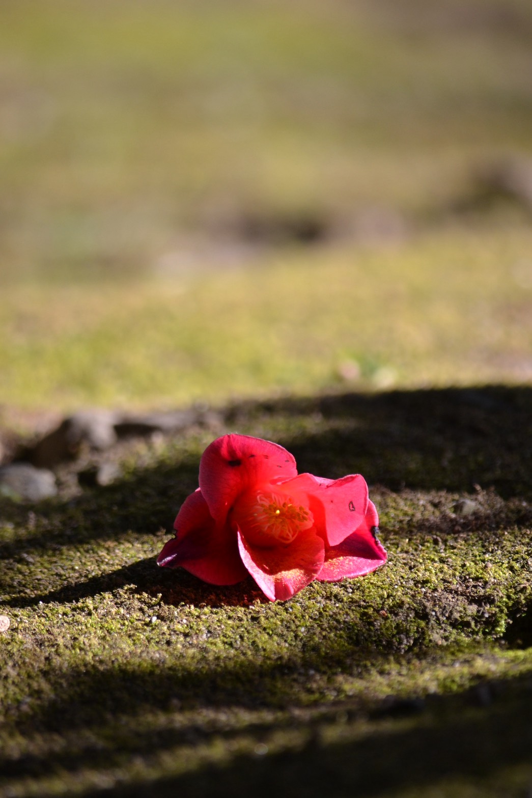 落ち椿 - Nikon D3100撮影