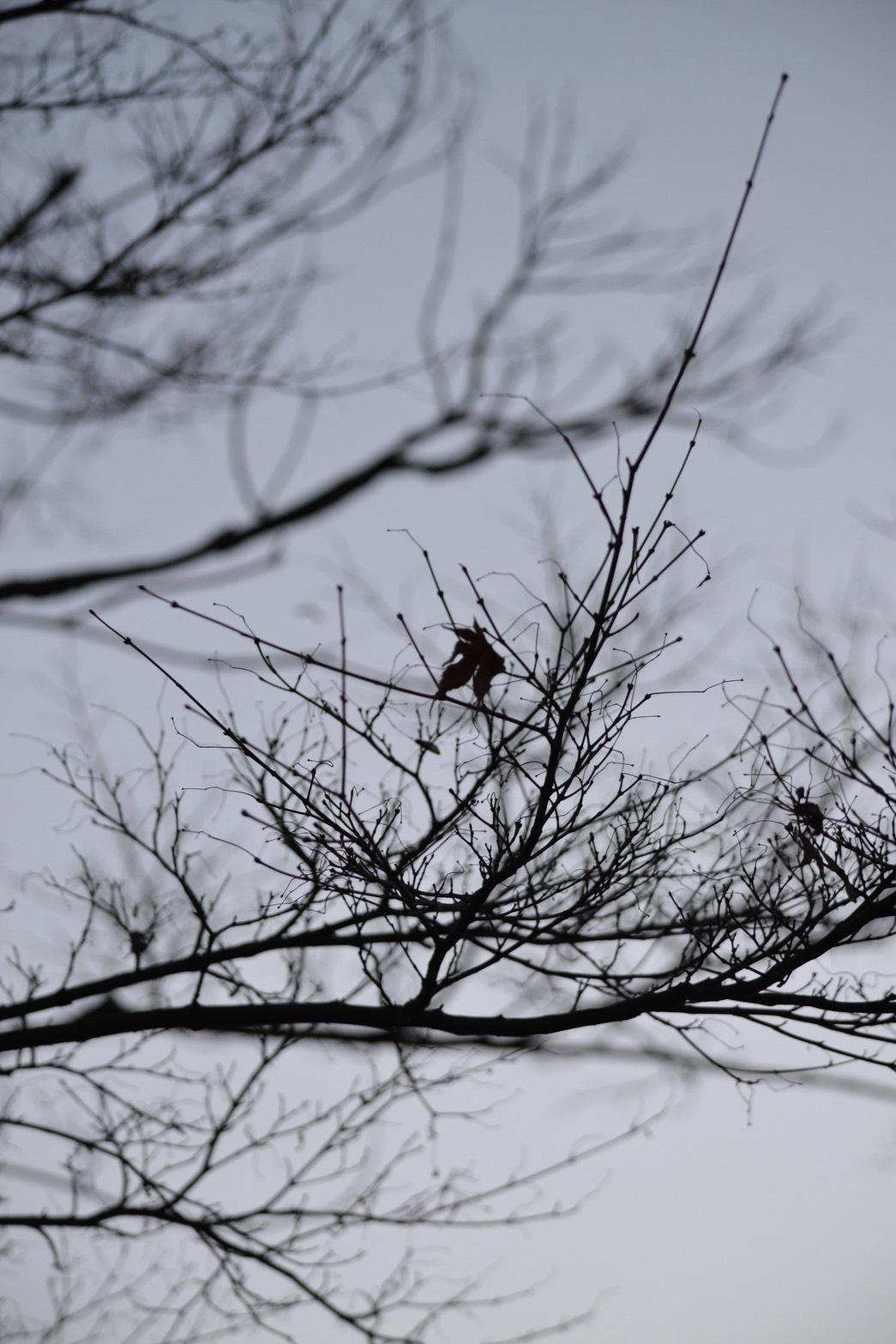 残り葉 - Nikon D3100撮影