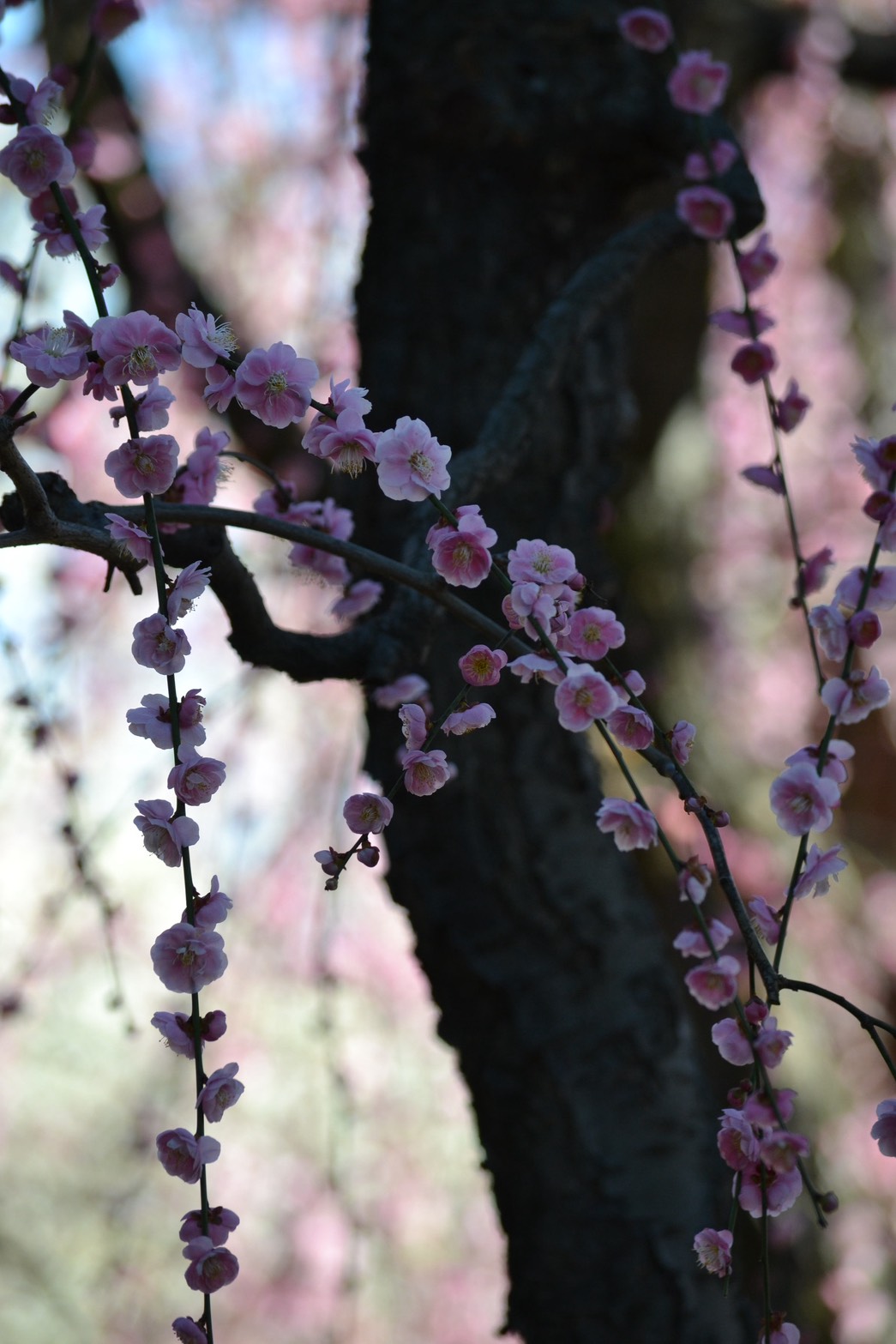梅笑み2 - Nikon D3100撮影