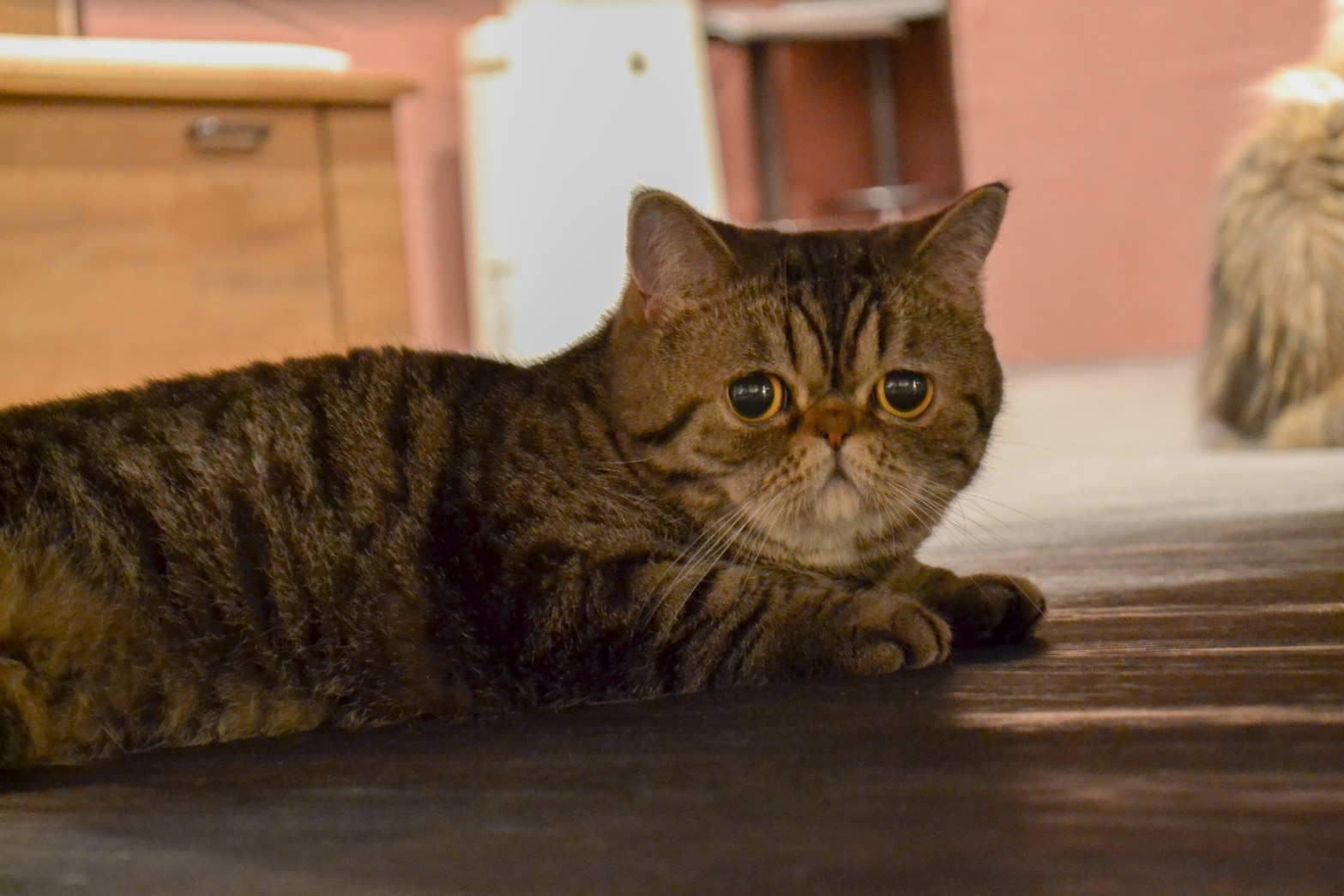 ねこ - Nikon D3100撮影