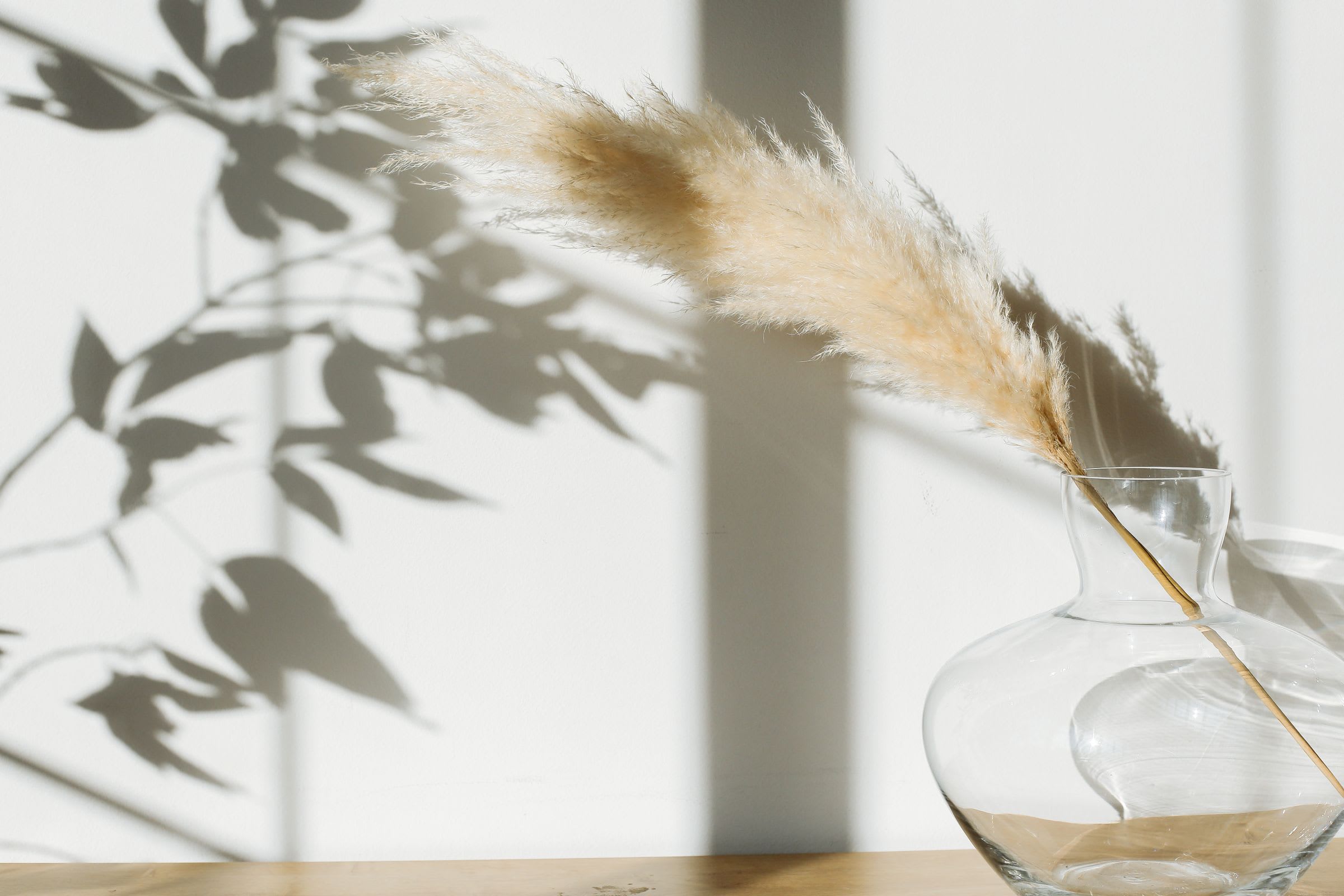 Pampas grass in a glass vase with leaf shadows falling across a white wall
