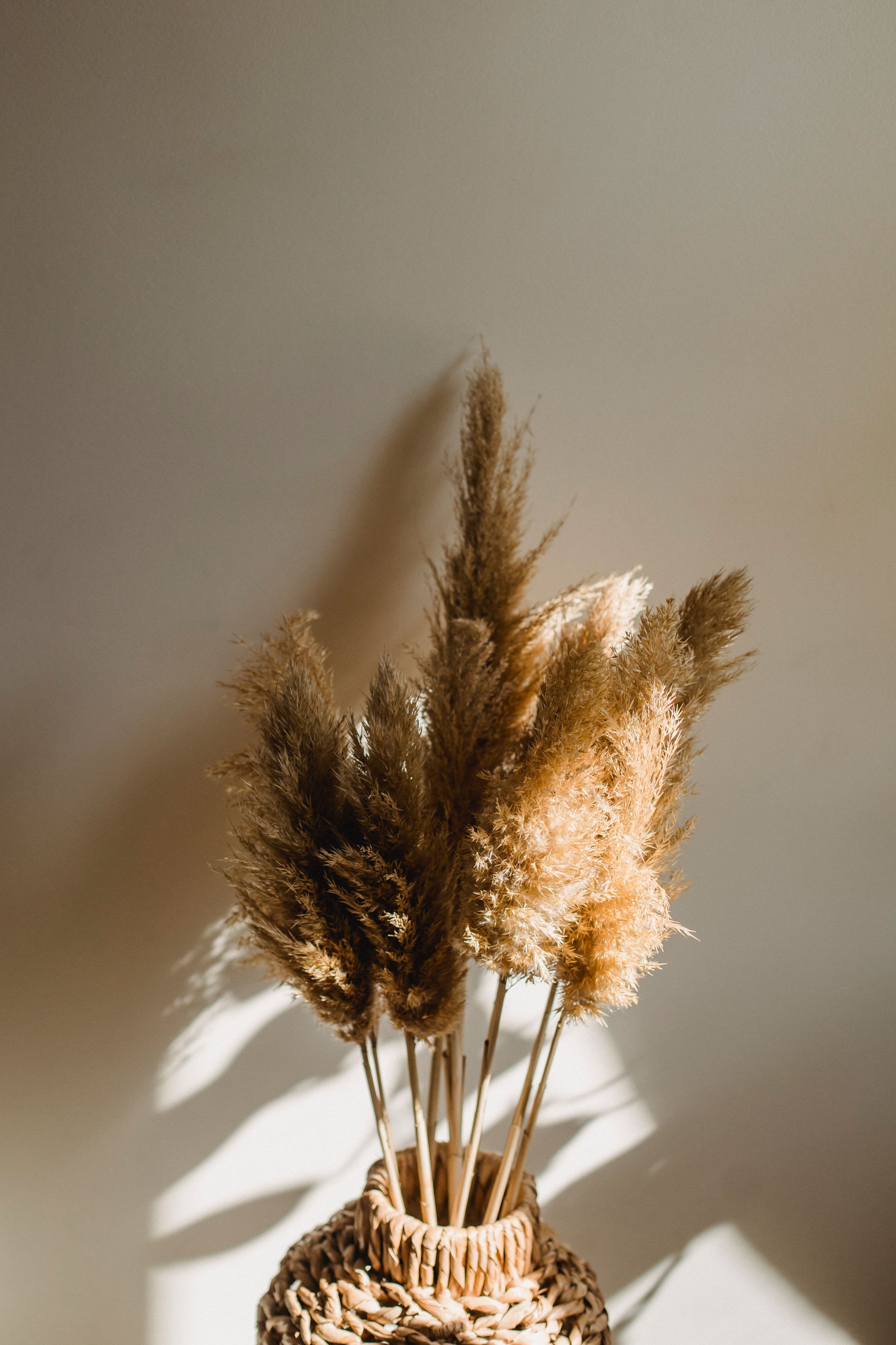 Dried pampas grass in a woven vase casting long shadows on a wall