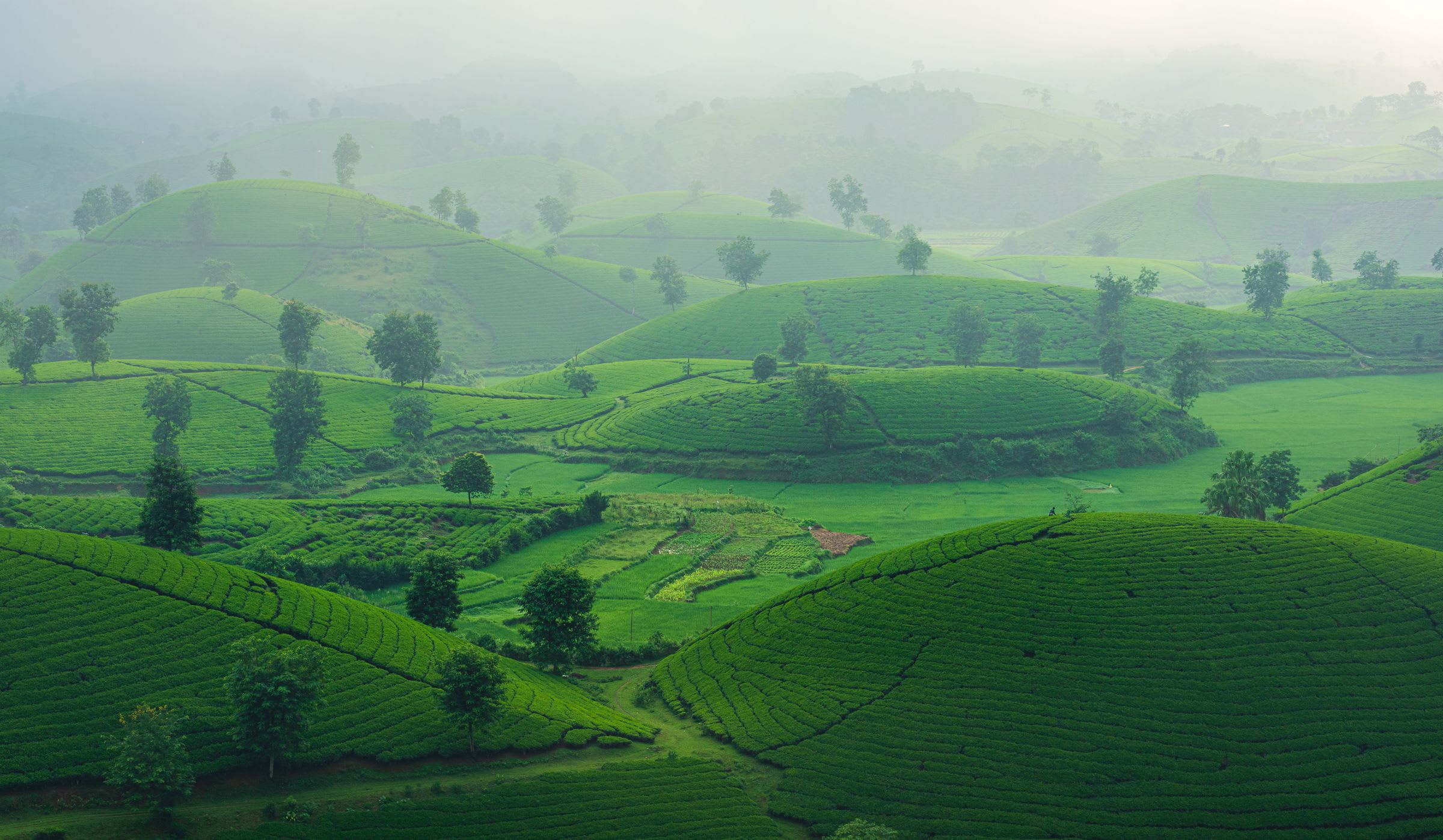 Green tea gardens on rolling hills in the morning mist