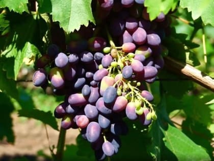 Казачьи вина привлекают энотуристов на Ставрополье